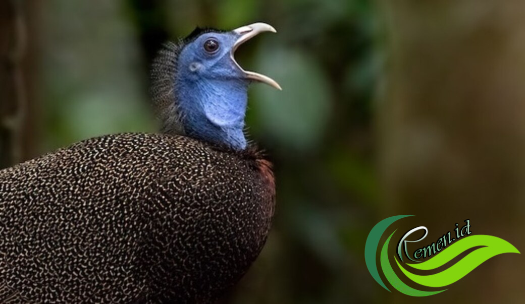 Burung Kuau Raja Si Raksasa Bermata Seratus Yang Terancam Punah