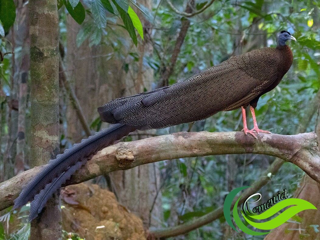 Burung Kuau Raja Si Raksasa Bermata Seratus Yang Terancam Punah