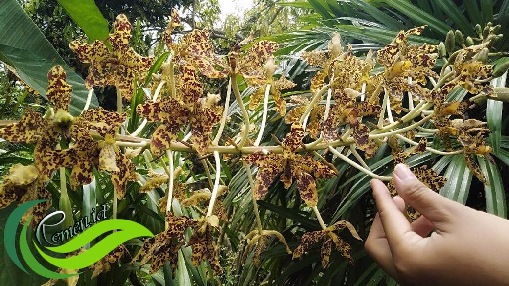 Anggrek Tebu Spesies Anggrek Terbesar Di Dunia Yang Semakin Sulit