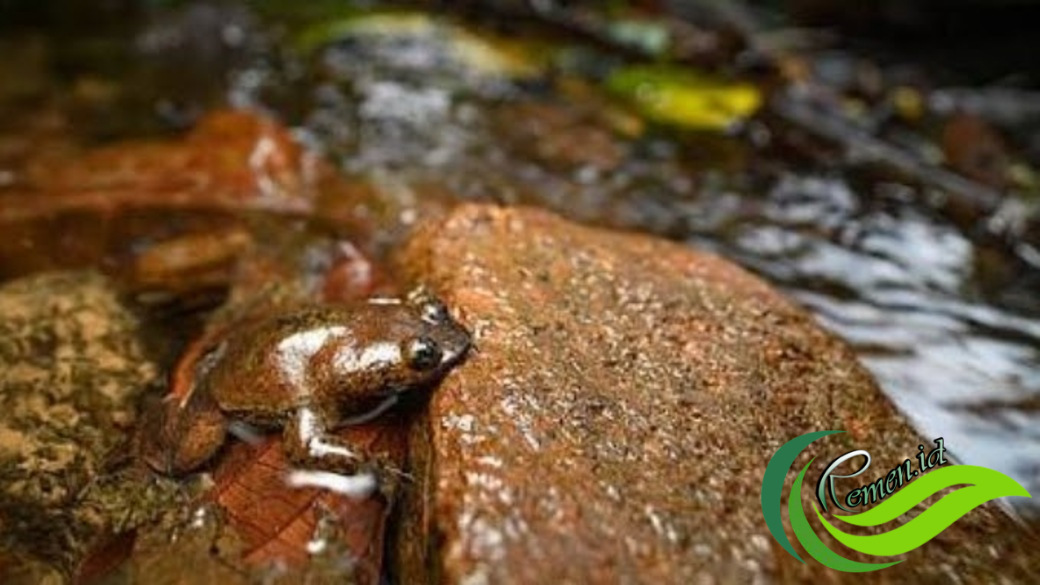 Katak Kepala Pipih Kalimantan Satu Satunya Jenis Katak Di Dunia Yang