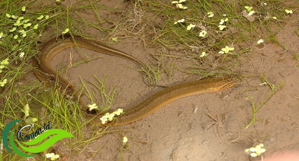 Belut Jenis Ikan Mirip Ular Yang Kaya Protein Dan Mineral Media Hobi 
