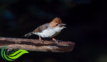 Yuhina Kalimantan, Burung Berkicau Endemik Pulau Kalimantan yang Mirip Cucak Jenggot