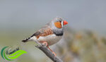 Zebra Finch, Burung Berpostur Kecil Lincah dengan Warna Bulu Memukau Bermotif Mirip Zebra