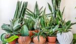 Sansevieria, Tehnik Pembiakan Tanaman Hias Ini dapat Menghasilkan Bentuk dan Warna yang Sangat Beragam