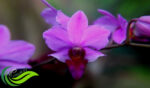 Vanda Douglas, Anggrek Tanah Cantik Ikon Kota Tangerang Selatan