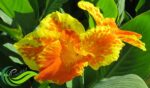 Bunga Tasbih, Tanaman Hias Cantik yang Dapat Dimanfaatkan sebagai Obat Herbal