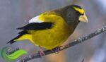 Finch, Burung Kecil dengan Bentuk Paruh dan Warna Beraneka Ragam