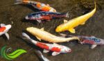 Koi, Ikan Hias Air Tawar Cantik Pembawa Keberuntungan