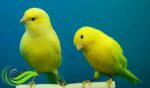 Cara Membedakan Jenis Kelamin Burung Kenari