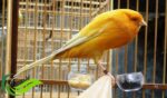 Kenari Yorkshire, Salah Satu Jenis Kenari dengan Penampilan Gagah Bersuara Merdu