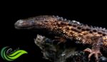 Biawak Tanpa Telinga, Naga Misterius dari Kalimantan
