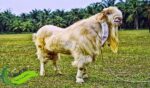 Kambing Senduro, Kambing Peranakan Unggul Penghasil Daging dan Susu Berkualitas dari Jawa Timur