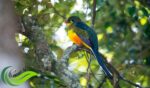Luntur Jawa, Burung Berbulu Indah Endemik Pulau Jawa Bagian Barat Diambang Kepunahan