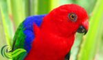 Nuri Raja Maluku, Burung Paruh Bengkok dengan Warna Bulunya Ekstotik dan Berpenampilan Tenang