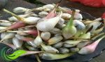 Rendingan, Buah Hutan yang Mampu Mengubah Rasa