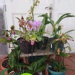 Anggrek Paphiopedilum Anggrek Kantong Semar, Tanaman Unik nan Cantik