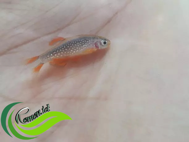 Ikan Rasbora Galaxy Ikan Hias Berukuran Super Mini Media Informasi