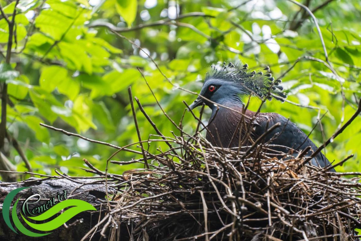 Mambruk Burung Dara Endemik Papua Bermahkota Indah Media Hobi Dan