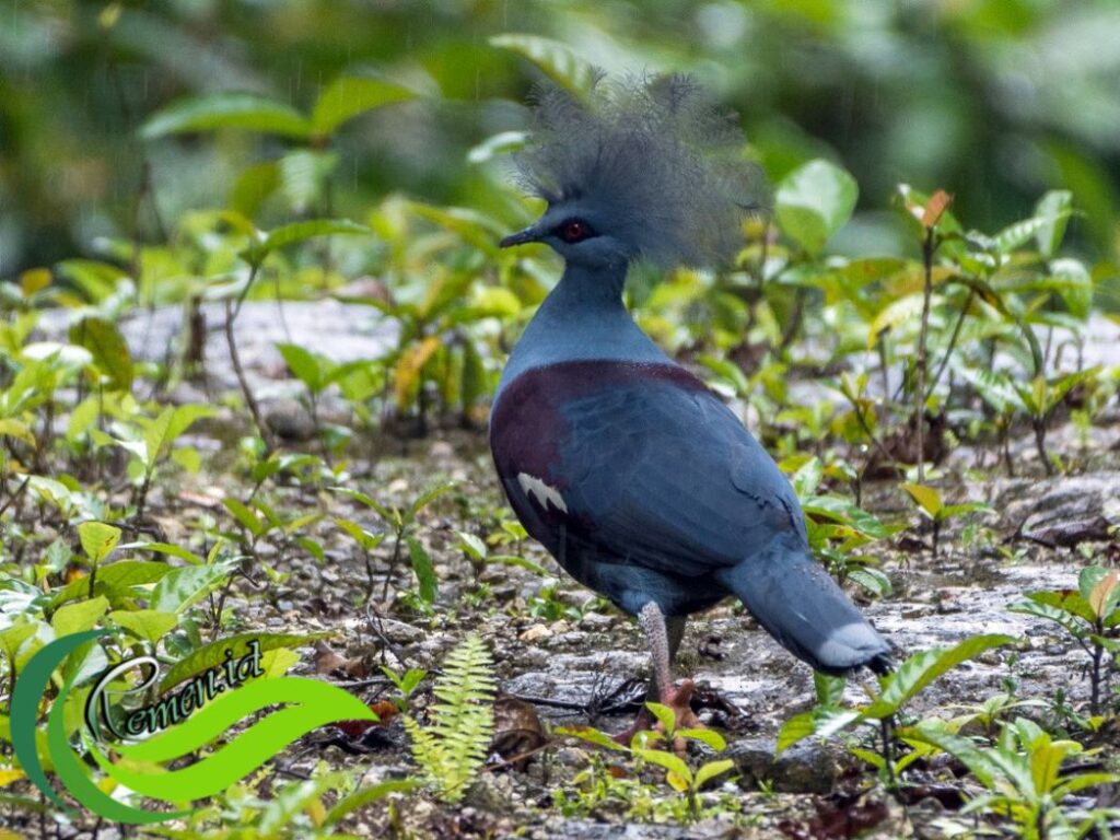 Mambruk Burung Dara Endemik Papua Bermahkota Indah Media Hobi Dan Informasi