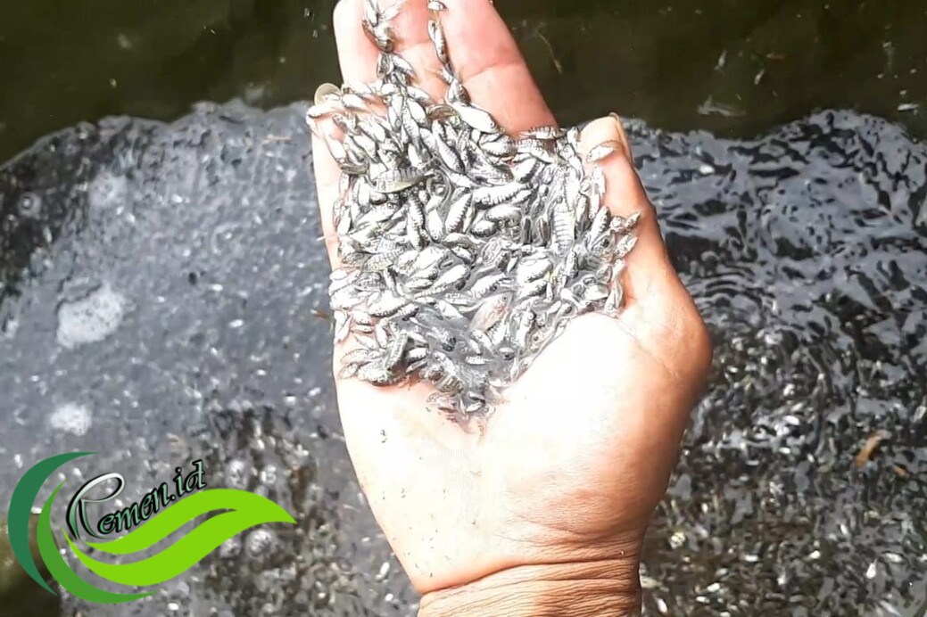 Ikan Nila, Jenis Ikan Air Tawar yang Banyak Dibudidayakan dan ...