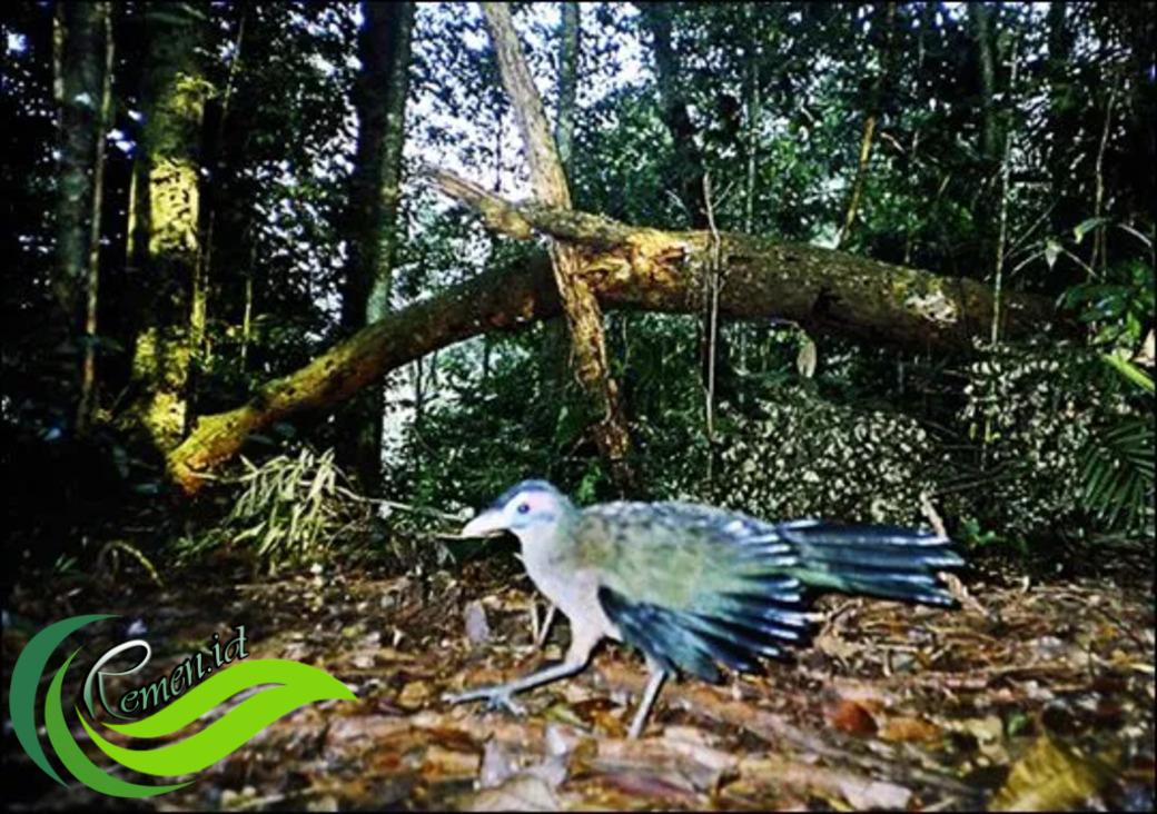 Tokhtor Sumatera Burung Langka Endemik Pulau Sumatera Yang Sempat Dinyatakan Punah Media Hobi