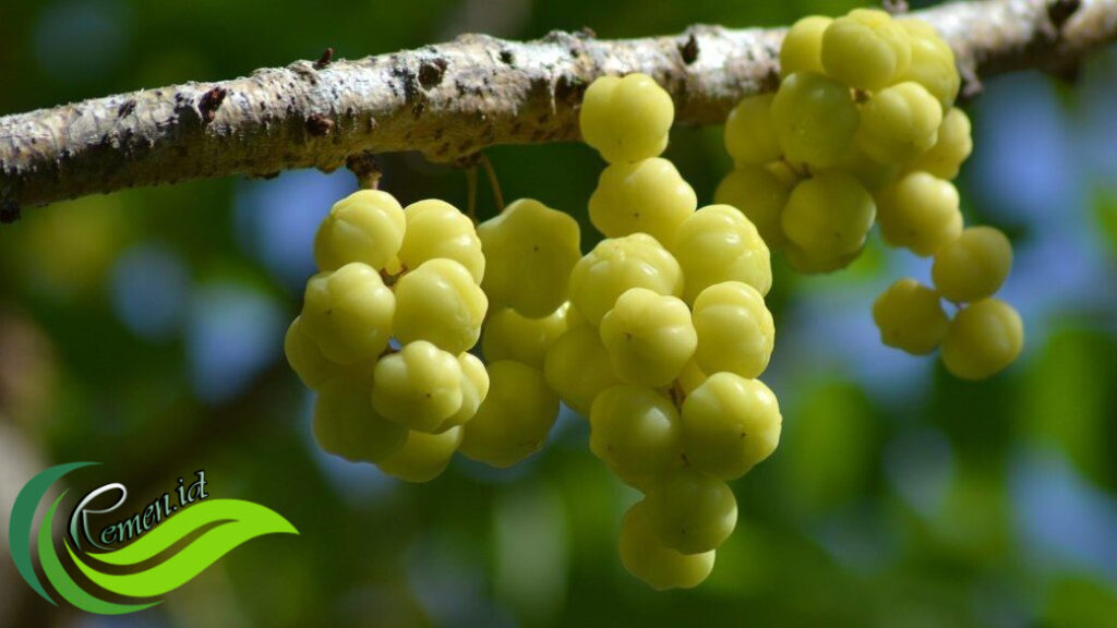 Cermai, Buah dengan Rasa Asam Segar yang Kaya Manfaat - Media Hobi dan ...