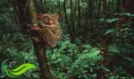 Tarsius, Primata Terkecil di Dunia yang Unik dan Paling Langka di Dunia