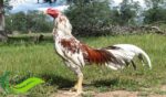 Ayam Pama, Ayam Petarung Hasil Persilangan Dua Jenis Ayam Laga