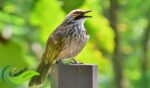 Cucak Rowo, Burung dengan Kicauan Khas Bernilai Ekonomi Tinggi