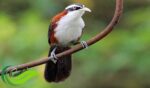 Cica-kopi melayu, Burung Endemik Indonesia dengan Kicauan Mirip Burung Poksay