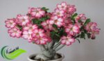 Adenium, Tanaman Hias Cantik dari Gurun Mirip Bonsai dengan Bunga Menawan