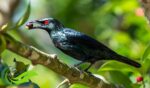 Cucak Keling, Burung Berwarna Hitam Mengkilap Bersuara Keras dan Tajam