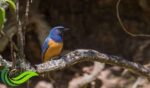 Sikatan Bakung, Burung yang Sekilas Mirip Murai Batu dengan Kicauan Lantang