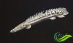 Ikan Palmas, Fosil Hidup yang Populer di Kalangan Penggemar Ikan Hias