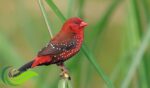 Strawberry Finch, Burung yang Populer di Kalangan Penggemar Burung Hias