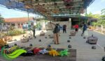 Latber AG Bird Farm Bangkalan, Bendera Empat Warna Bertebaran, Mawar Rebut Juara
