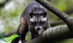 Musang, Mamalia Nokturnal yang Adaptif