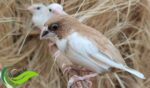Budidaya Burung Emprit Jepang Mudah dan Menguntungkan