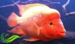 Ikan Red Devil, Ikan Hias Air Tawar Eksotis dari Amerika Tengah yang Bisa Rusak Ekosistem
