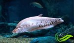 Belida, Ikan Predator Air Tawar yang Nikmat dan Nyaris Punah