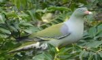 Burung Punai, Kerabat Merpati dengan Warna Bulu Mempesona