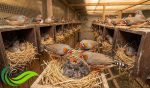 Beternak Zebra Finch, Usaha Sampingan yang Menjanjikan