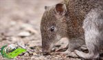 Bandikut, Mamalia Marsupial Mirip Tikus Penghuni Tanah Papua