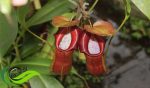 Nepenthes Adrianii, Tanaman Kantong Semar Endemik Gunung Slamet yang Semakin Langka