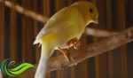 Penyebab Burung Kenari Angkat Satu Kaki dan Cara Menanganinya