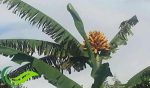 Pisang Tongka Langit, Tumbuhan Endemik Indonesia Timur yang Kaya Betakaroten