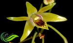 Dendrobium Capra, Spesies Anggrek Larat Endemik Pulau Jawa yang Mulai Langka di Alam Liar