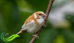 Emprit Jepang, Berawal dari Burung Hias Impor Kini Menjadi Salah Satu Komoditas yang Menguntungkan