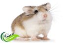 Hamster Roborovski, Hamster Terkecil dan Tercepat yang Biasa Dipelihara
