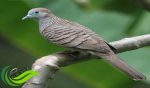 Perkutut Katuranggan, Burung Perkutut dengan Ciri Fisik dan Tuah Tertentu